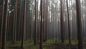 Kas jāzina, lai neapmaldītos mežā sēņojot