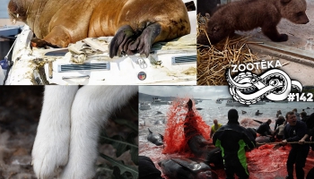 Maija ZooZiņas - par vaļiem, delfīniem, lāčiem, suņiem un "ēdamajiem dzīvniekiem"
