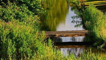 Pētnieki: Vajag vairāk mākslīgo mitrāju, kas attīra no lauksaimniecības notekūdeņiem