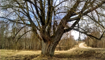 Latvijas diženākie koki: Baltais vītols Jaunslobodā