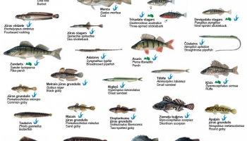 10 pasakas par zivīm