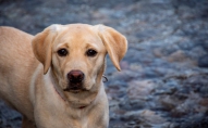 Labradors: slinks, ēdelīgs un tukls, vai medību suns ar lielisku ožu un intelektu