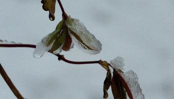 Sniegs Vidzemē un Latgalē, Kurzemē - pat +11 grādi. Laika prognoze tuvākajām dienām