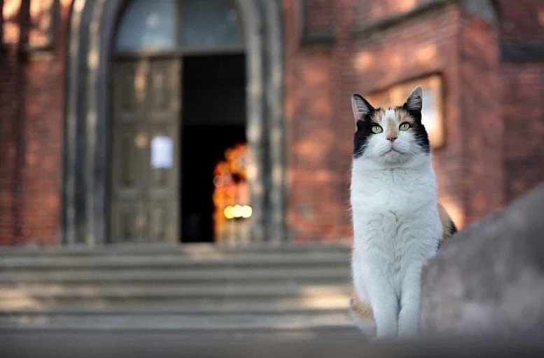 anglikāņu baznīca