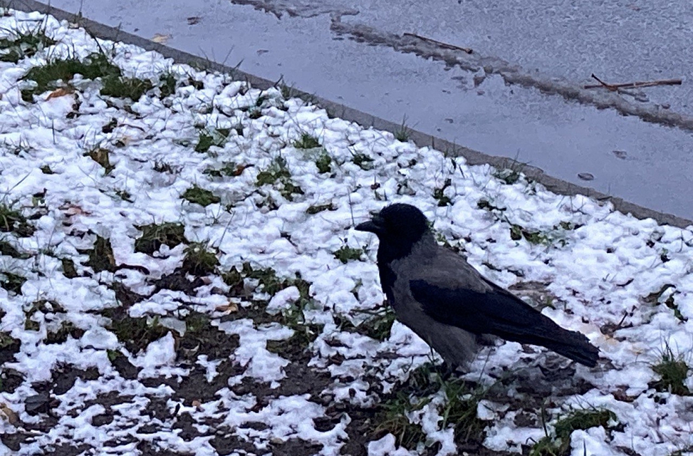 Reizēm jau oktobrī sniegs paralizējis ikdienas dzīvi Latvijā