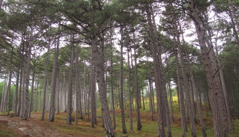 Gada dzīvotne 2019 - veci vai dabiski boreāli meži